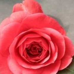 Cam�lia du Japon Coquetti