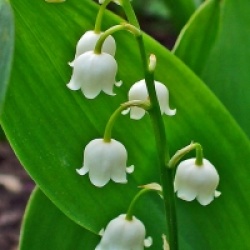 Muguet