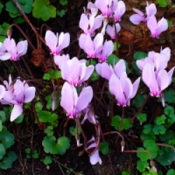 Cyclamen de Naples