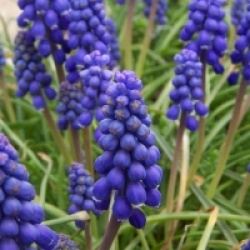Muscari armeniacum