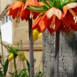 Fritillaria imperialis - Fritillaire imp�riale