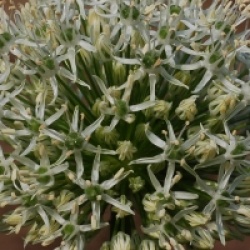 Allium 'Mount Everest' - Ail g�ant Mount Everest