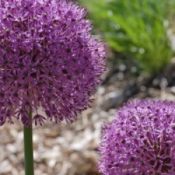 Allium 'Gladiator' - Ail g�ant Gladiator