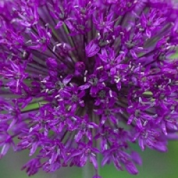 Allium 'Purple Sensation'