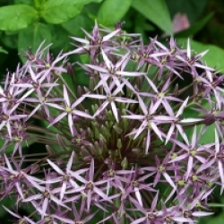Allium 'Christophii'