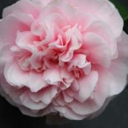 Camellia japonica 'D�butante' - Cam�lia du Japon D�butante