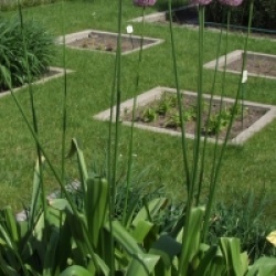 Allium 'Giganteum'