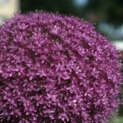 Allium 'Giganteum'