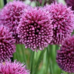 Allium 'Sphaerocephalon' - Baguette de tambour