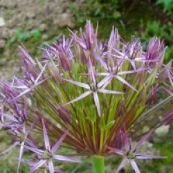 Allium 'Christophii'