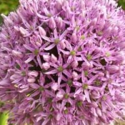 Allium 'Gladiator'