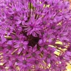Allium 'Purple Sensation'