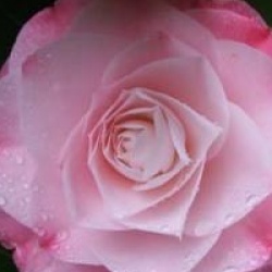 Camellia japonica 'Desire' - Cam�lia du Japon D�sir