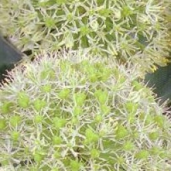 Ail ornemental Ivory Queen