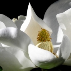 Magnolia grandiflora 'Goliath' - Magnolia persistant Goliath