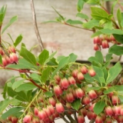 Enkianthus campanulatus ver.palibinii 