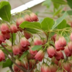 Enkianthus campanulatus ver.palibinii  - Enkianthe de palibin