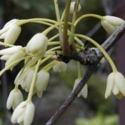 Holboellia coriacea - Holboellia coriacea