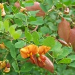 Colutea x media 'Copper Beauty'