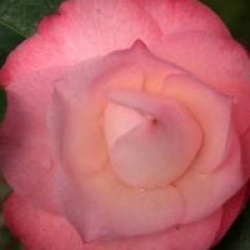 Camellia japonica 'Desire'