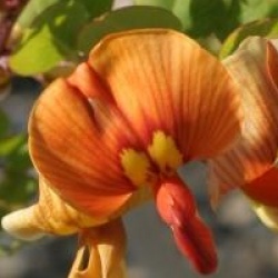 Colutea x media 'Copper Beauty' - Baguenaudier Copper Beauty