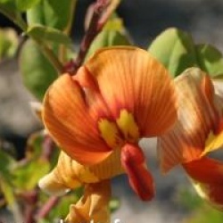 Colutea x media 'Copper Beauty'