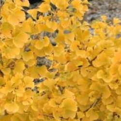 Ginkgo biloba 'Simon' - Ginkgo Simon