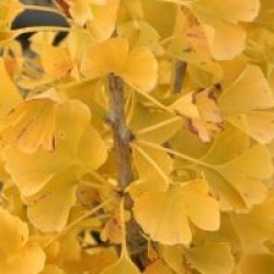 Ginkgo biloba 'Simon'