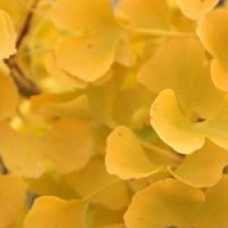 Ginkgo biloba 'Simon'