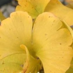 Ginkgo biloba 'Mariken' - Arbre aux 40 �cus nain