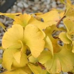 Ginkgo biloba 'Mariken'