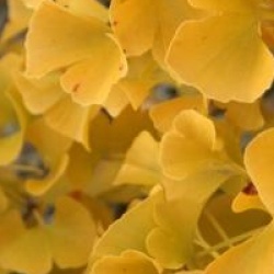 Arbre aux 40 �cus fastigi�