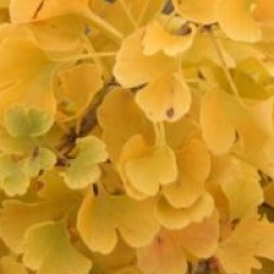Ginkgo biloba 'Autumn Gold'  - Arbre aux 40 �cus Autumn Gold