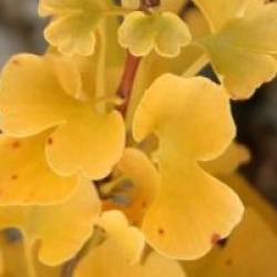 Arbre aux 40 �cus Tremonia