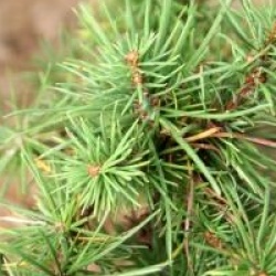 Larix decidua 'Little Bogle'