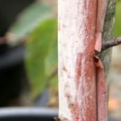 Betula maximowicziana - Bouleau de Maximowicz