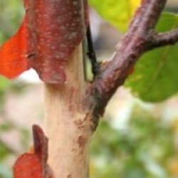 Betula maximowicziana