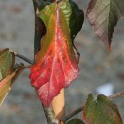 Parrotia persica 'Bella' - Parrotie de Perse Bella