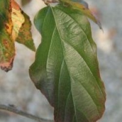 Parrotia persica 'Bella'
