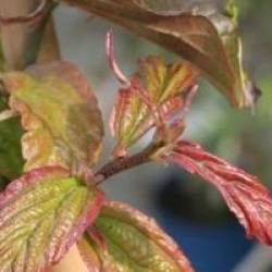 Parrotia persica 'Bella'