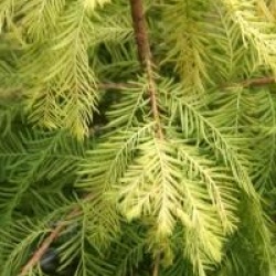 Taxodium distichum 'Peve Yellow' - Taxodium distichum 'Peve Yellow'