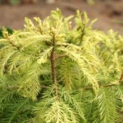 Taxodium distichum 'Peve Yellow'