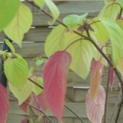 Cornus controversa 'Aurea' 