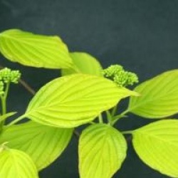 Cornus controversa 'Aurea' 