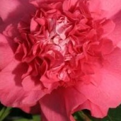 Camellia japonica 'Elegans'