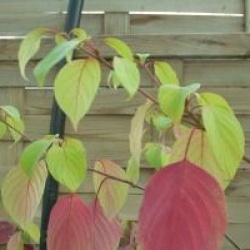Cornus controversa 'Aurea' 