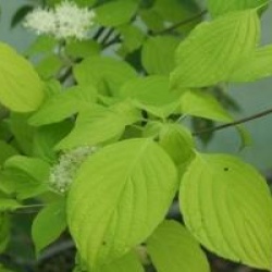 Cornus controversa 'Aurea' 