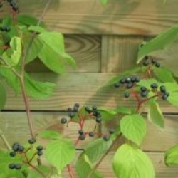 Cornus controversa 'Aurea' 