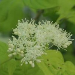 Cornus controversa 'Aurea' 