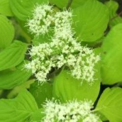 Cornus controversa 'Aurea' 